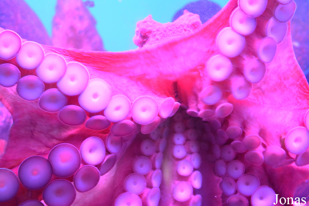 Enteroctopus dofleini