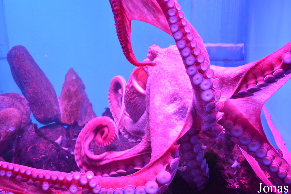 Enteroctopus dofleini