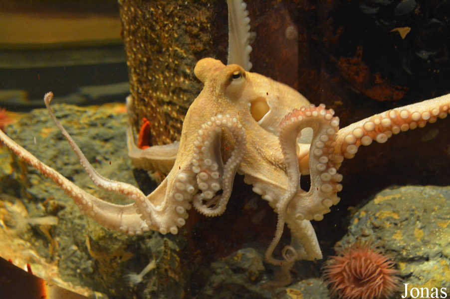 Octopus vulgaris