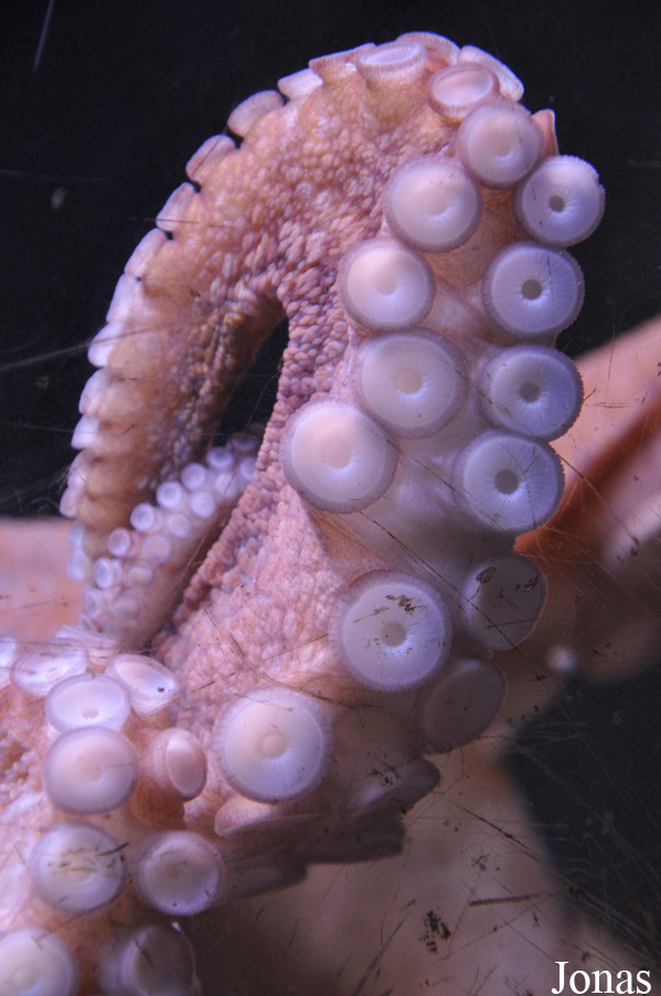 Octopus vulgaris