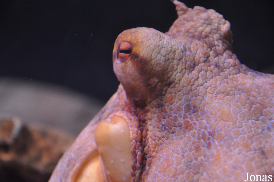 Octopus vulgaris