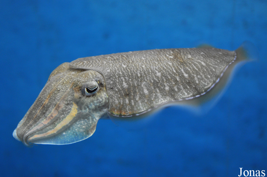 Sepiella inermis