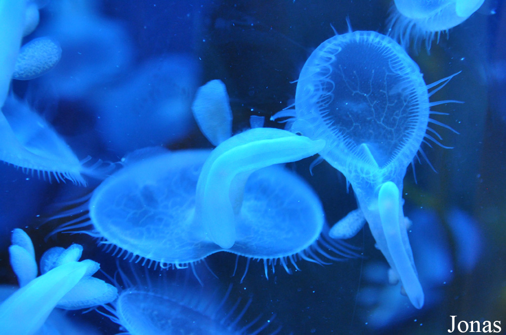 Melibe leonina