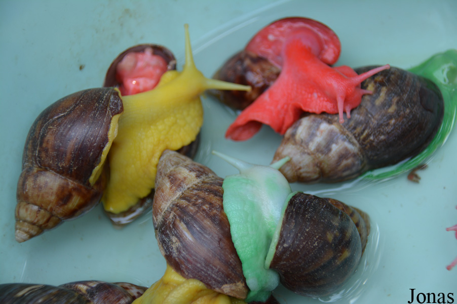 Escargot non identifié