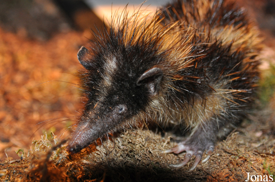 Hemicentetes semispinosus