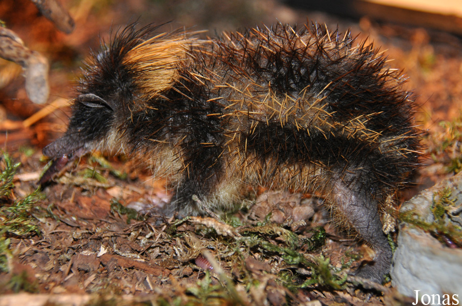 Hemicentetes semispinosus
