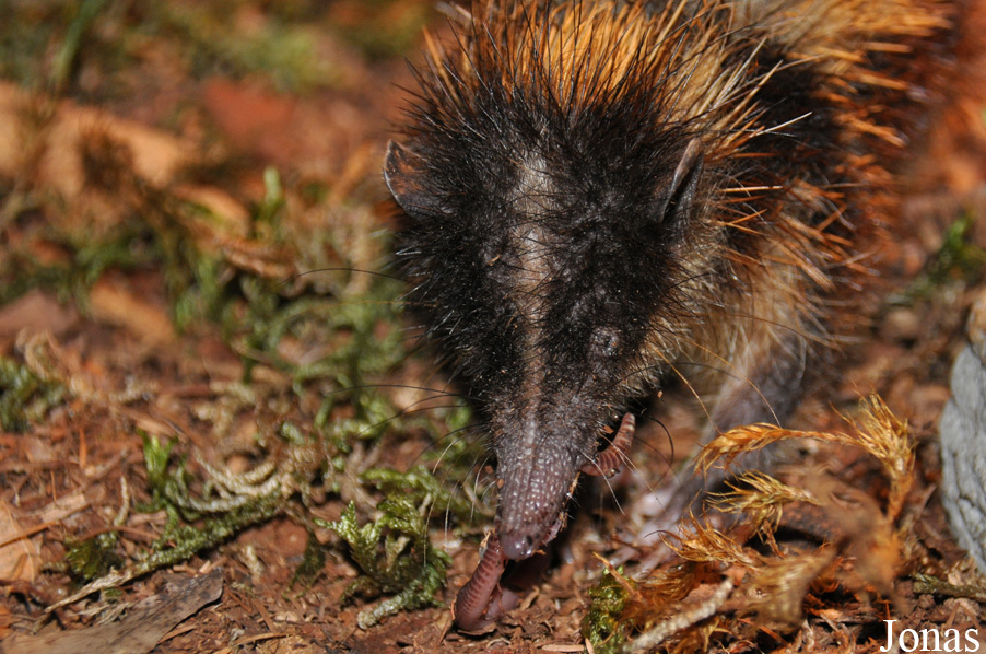 Hemicentetes semispinosus