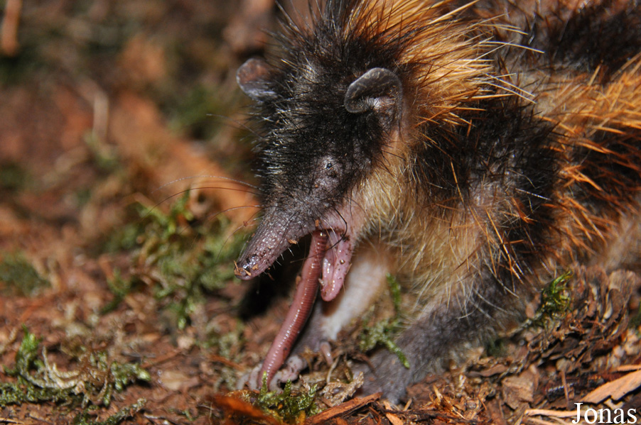 Hemicentetes semispinosus