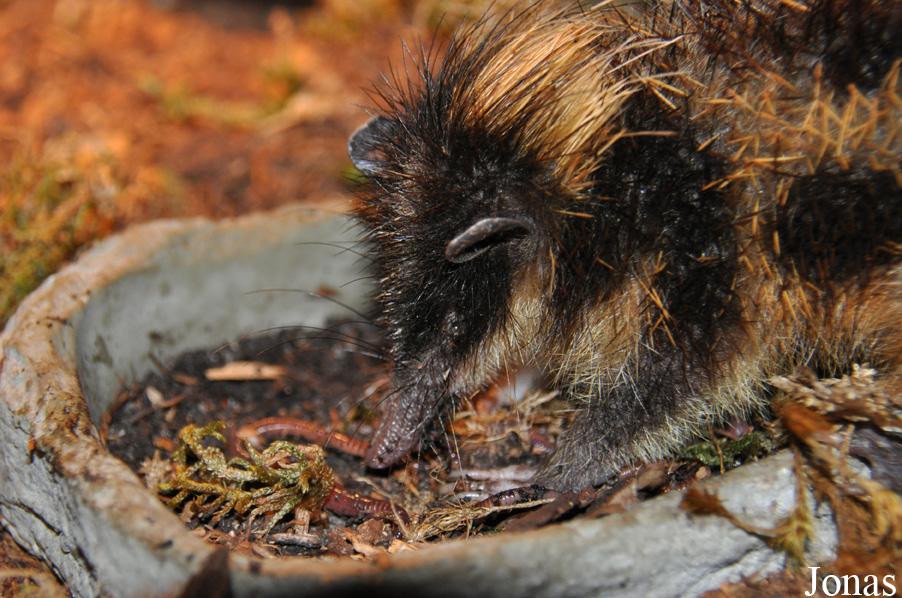 Hemicentetes semispinosus
