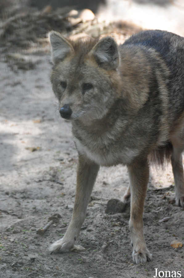 Canis aureus