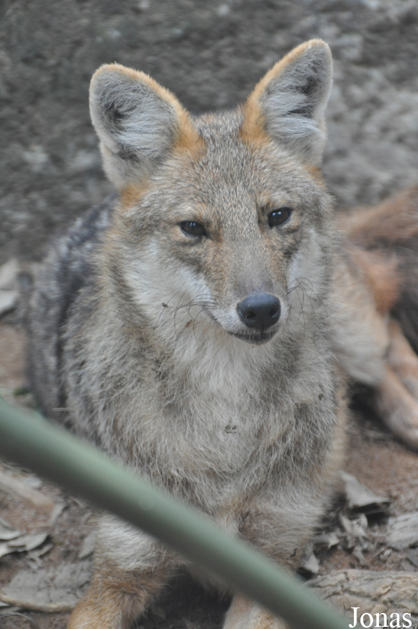 Canis aureus crusemanni