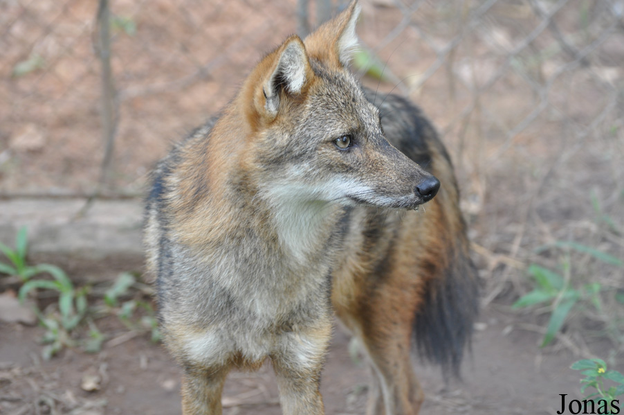 Canis aureus crusemanni