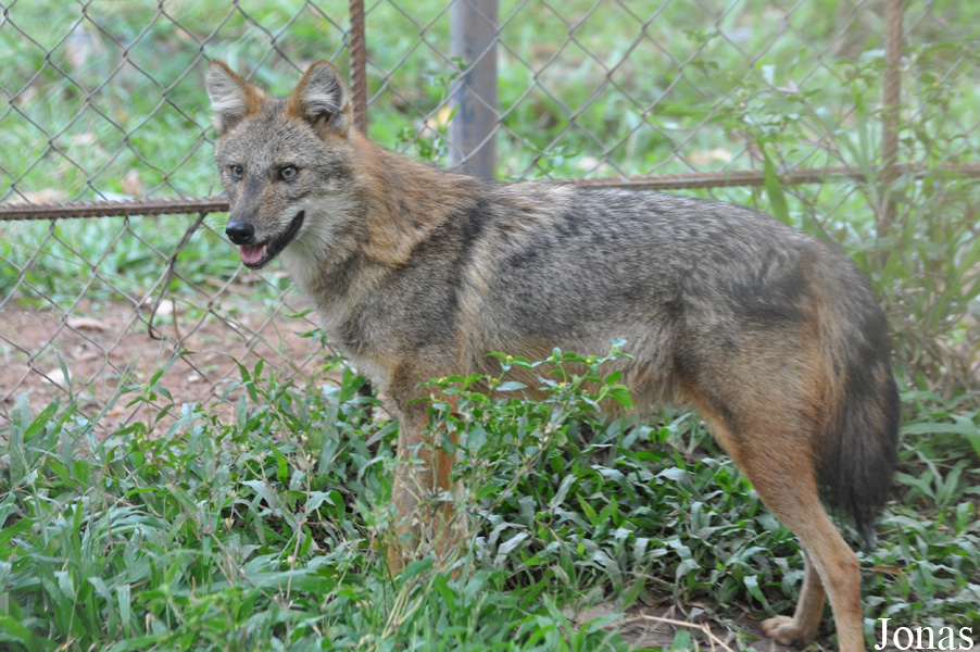 Canis aureus crusemanni