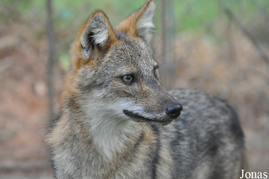 Canis aureus crusemanni