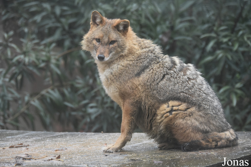 Canis aureus moreoticus