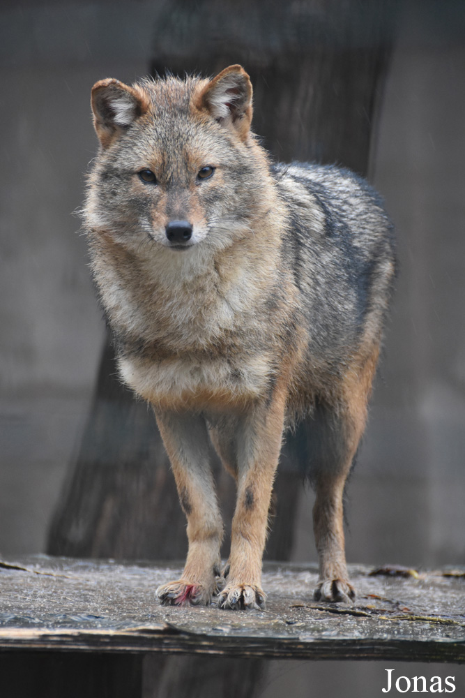 Canis aureus moreoticus