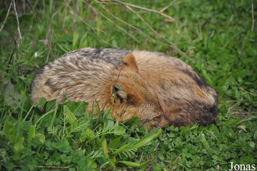 Canis aureus moreoticus