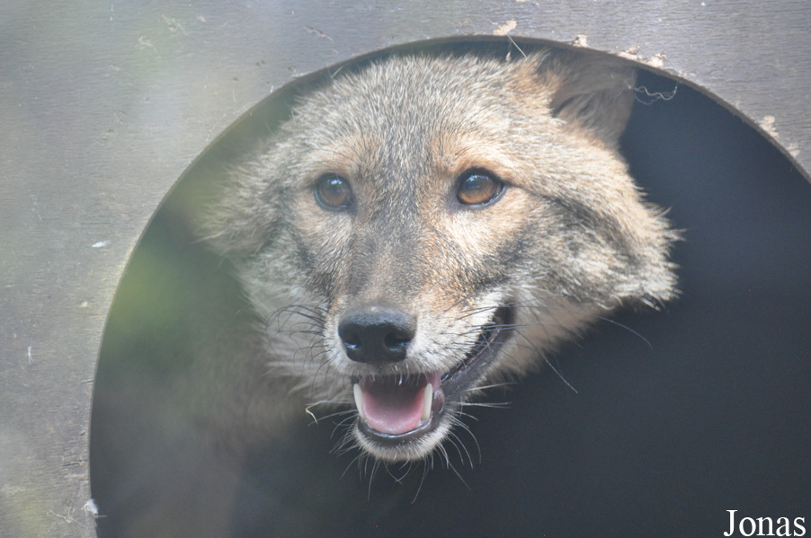 Canis aureus syriacus