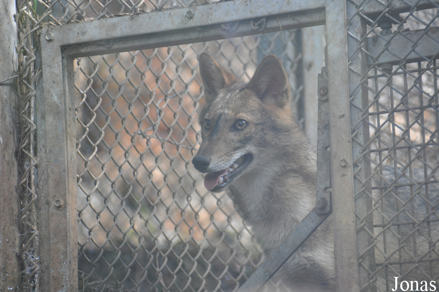 Canis aureus syriacus