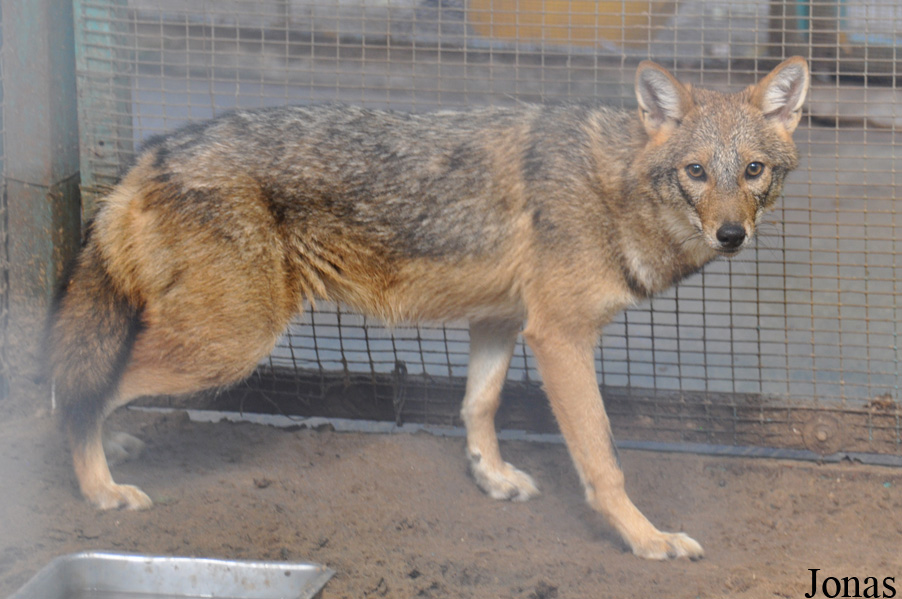 Canis aureus syriacus