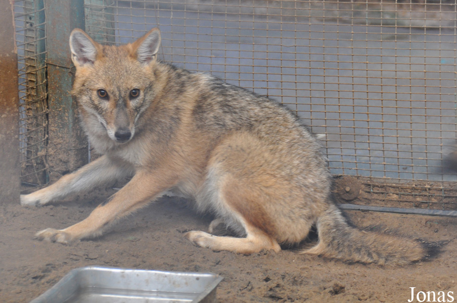 Canis aureus syriacus