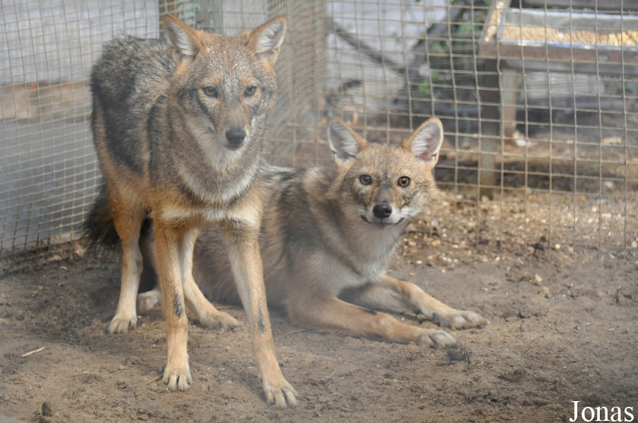 Canis aureus syriacus