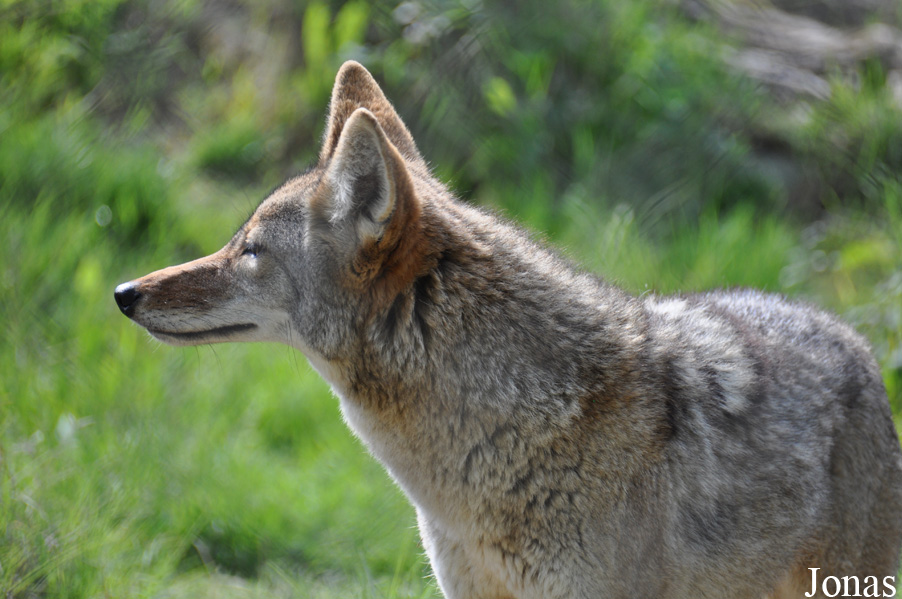 Canis latrans