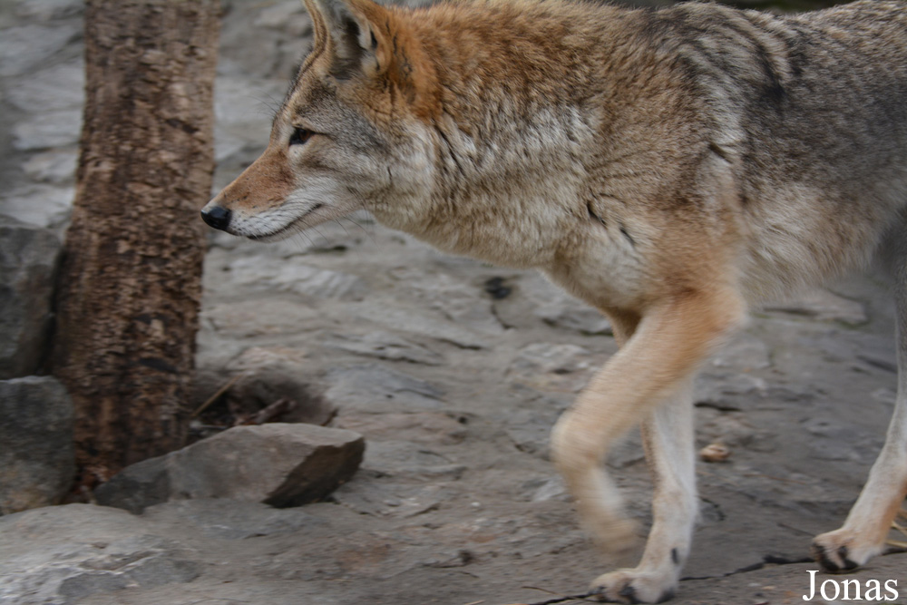 Canis latrans