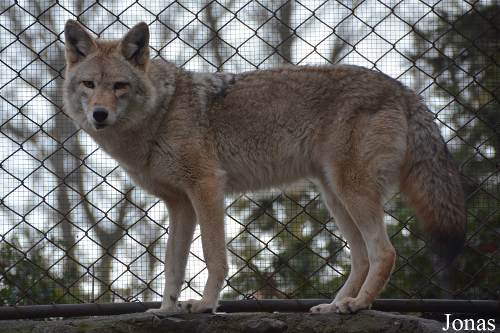 Canis latrans