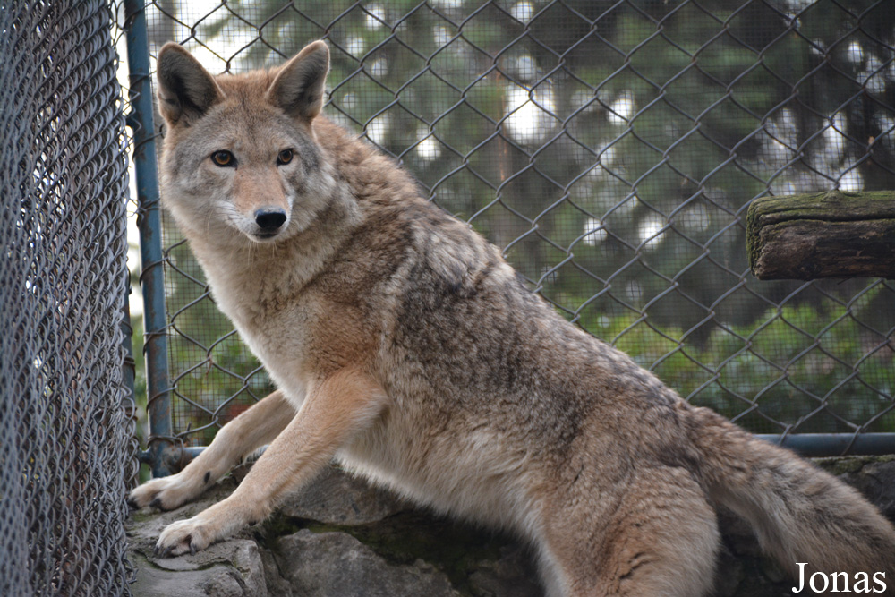 Canis latrans