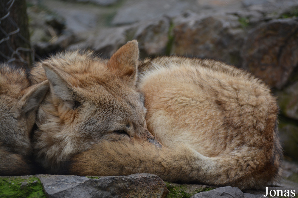 Canis latrans