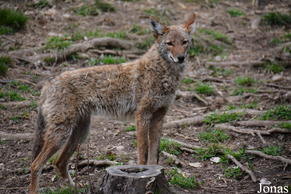 Canis latrans