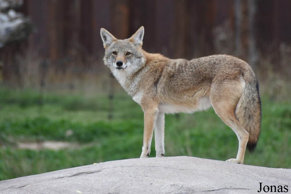 Canis latrans