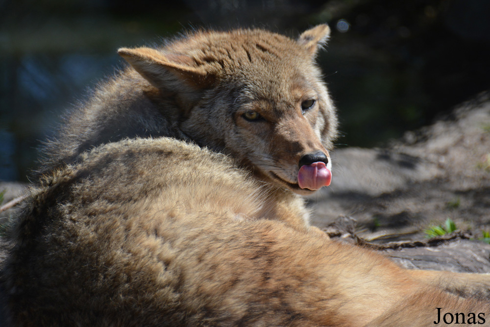 Canis latrans