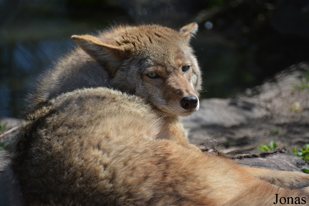 Canis latrans