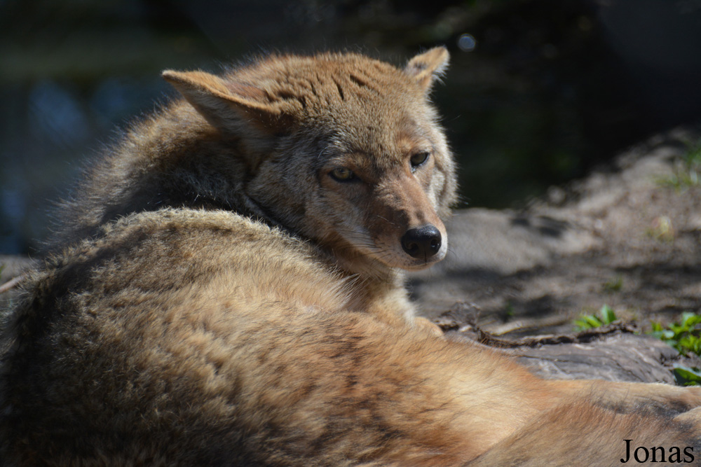 Canis latrans