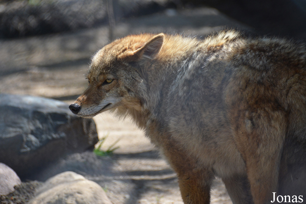Canis latrans