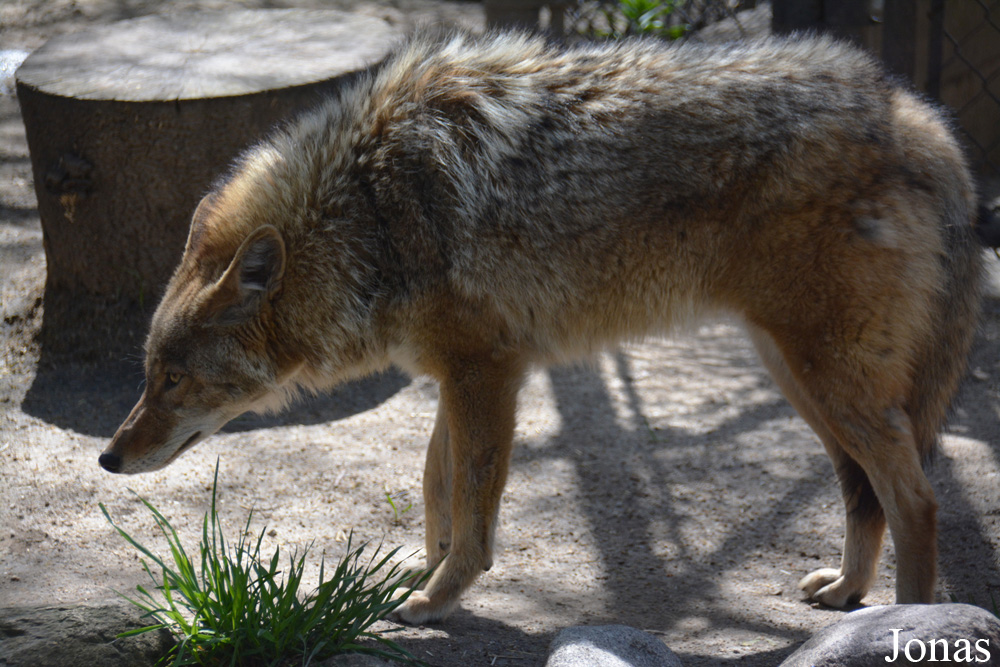 Canis latrans