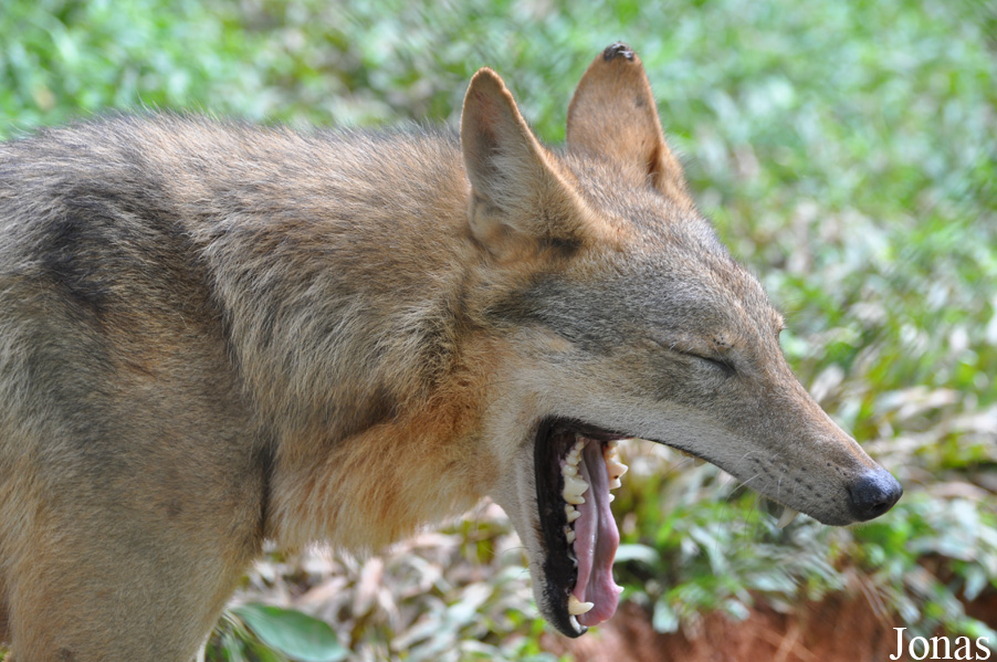 Canis lupus