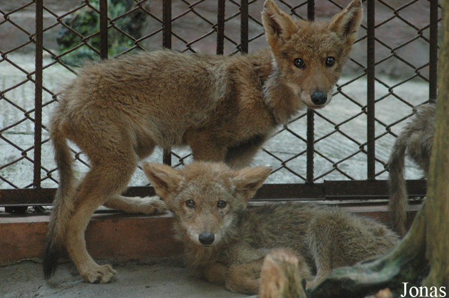 Canis lupus