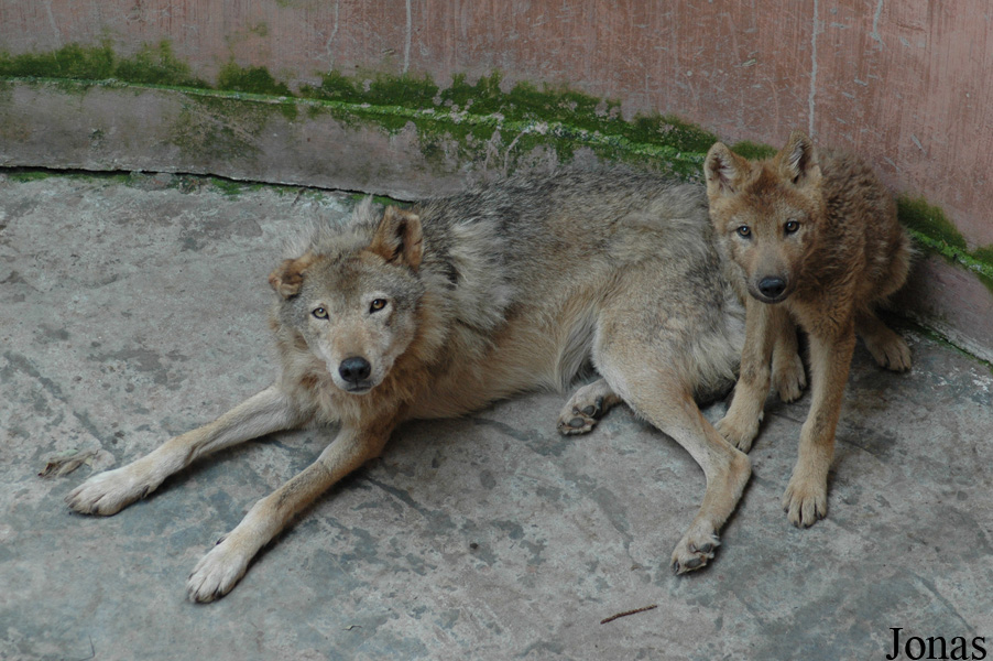 Canis lupus