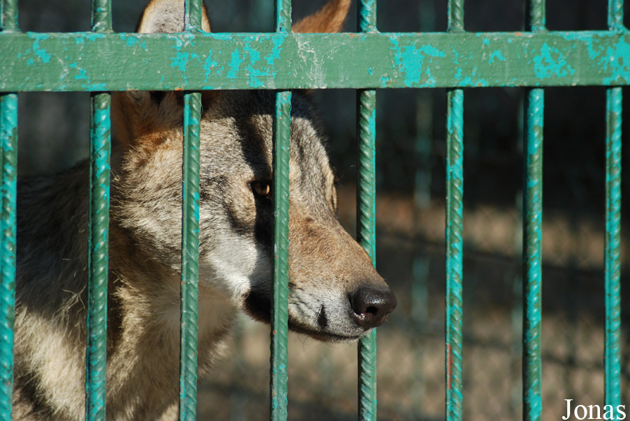 Canis lupus