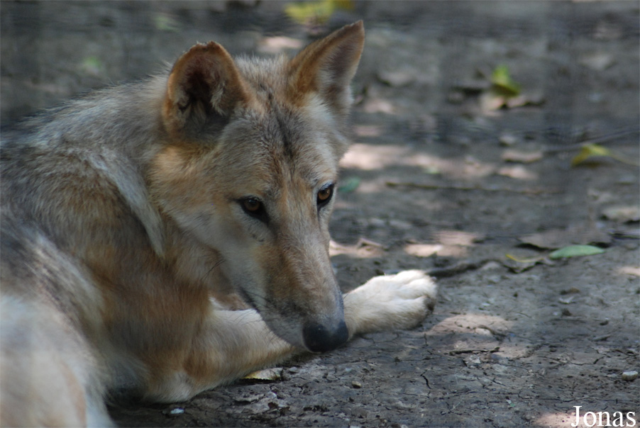 Canis lupus