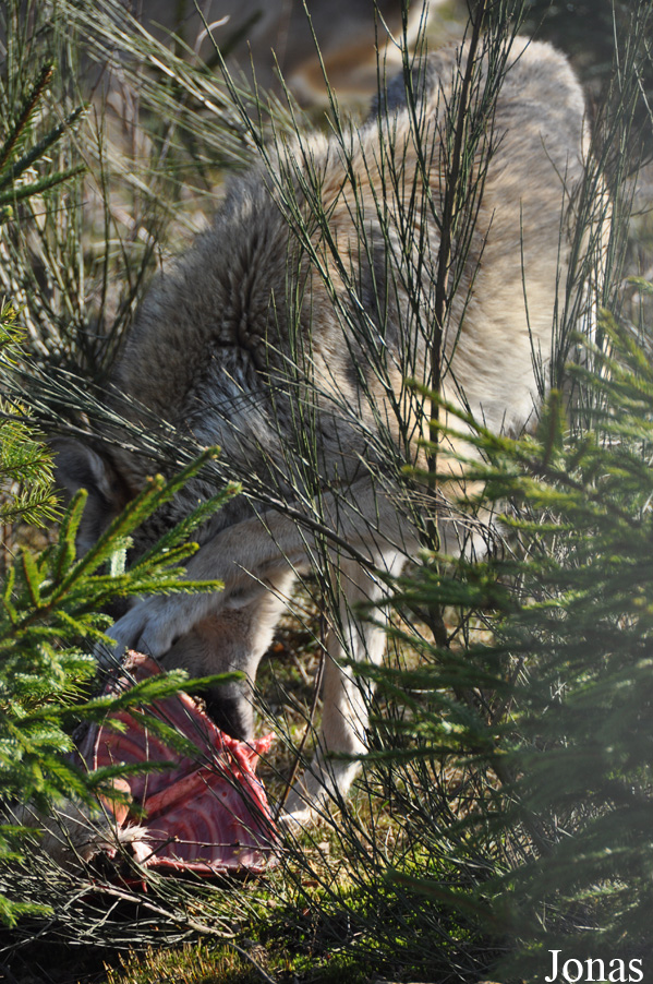 Canis lupus