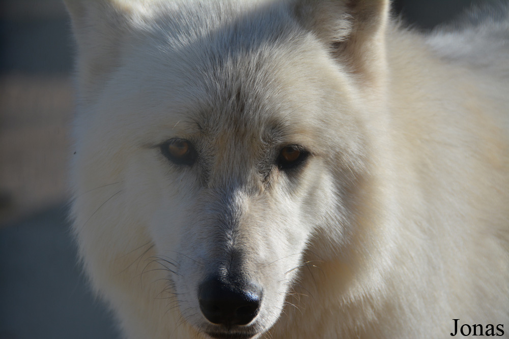Canis lupus