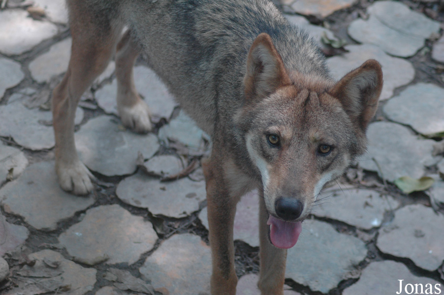 Canis lupus