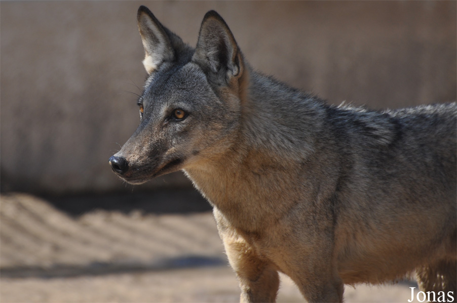 Canis lupus arabs