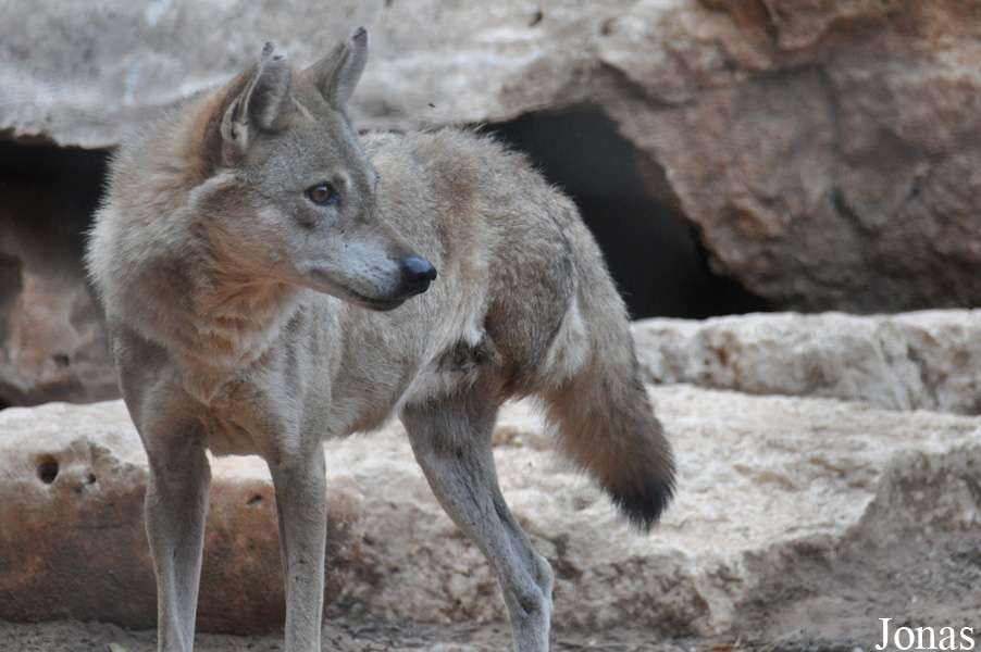 Canis lupus arabs
