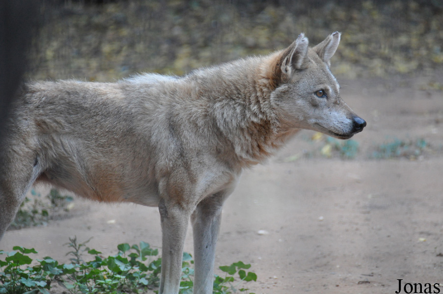 Canis lupus arabs