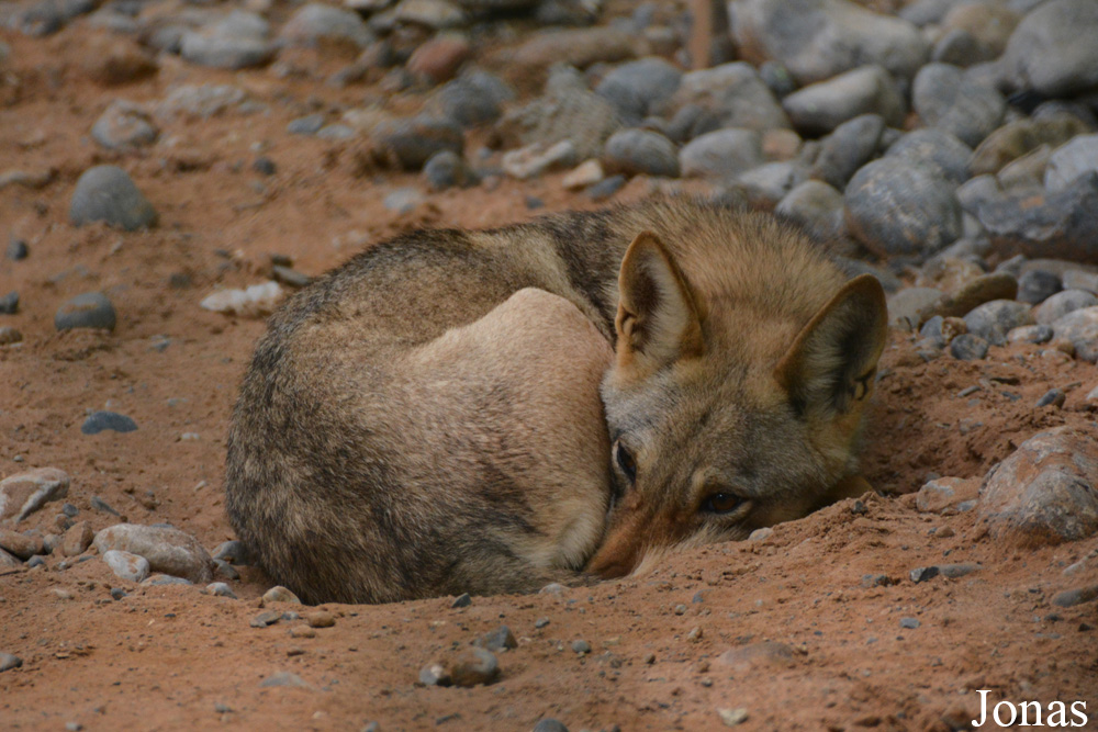 Canis lupus arabs